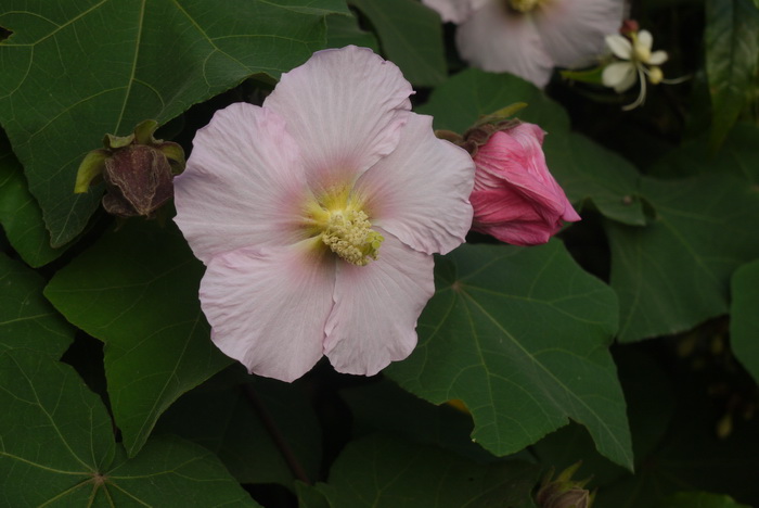 冬青花树