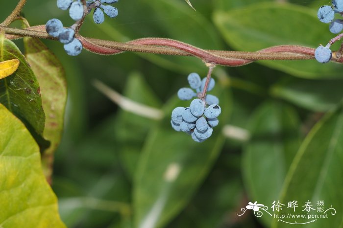 白兰花花语