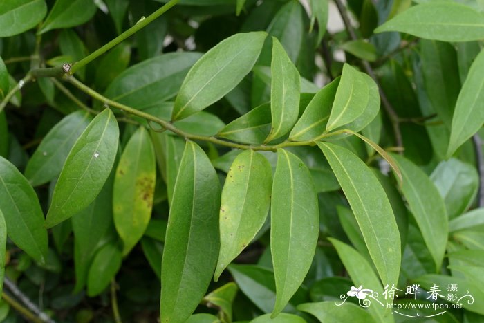 栀子花的养殖方法