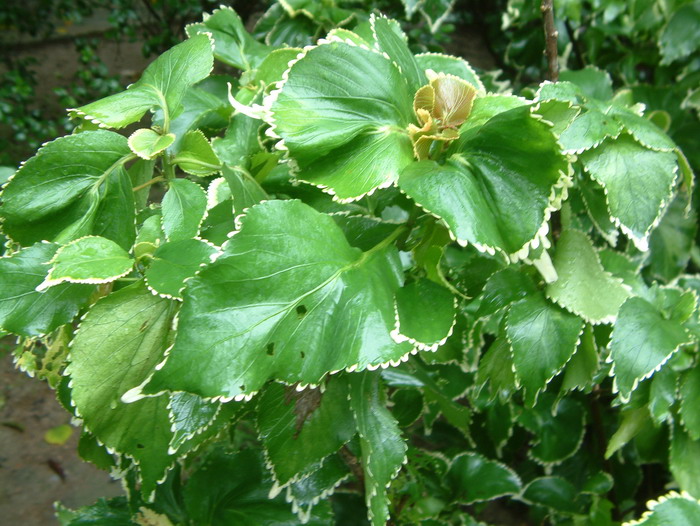 植物的生长变化