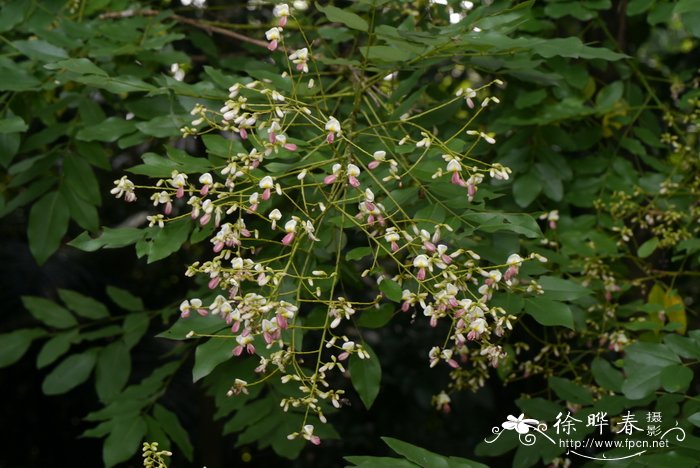 荷花开花时间