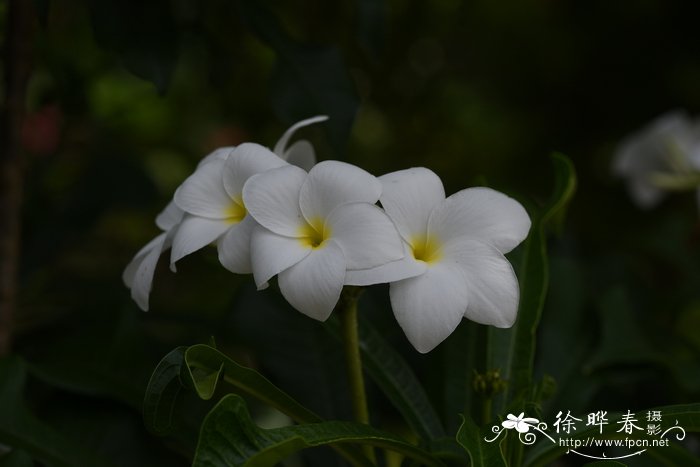 凤梨和菠萝的区别