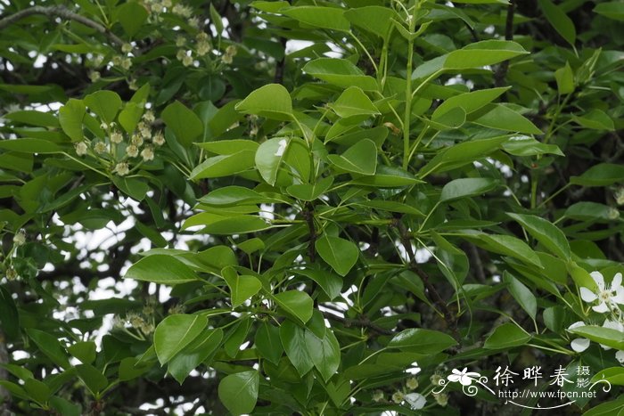 菊花在什么时候开放