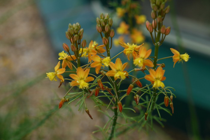 蓝花楹的花语