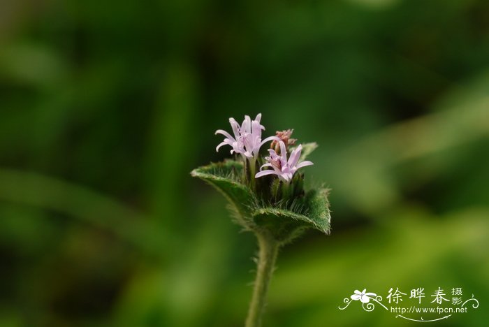 花泥怎么用