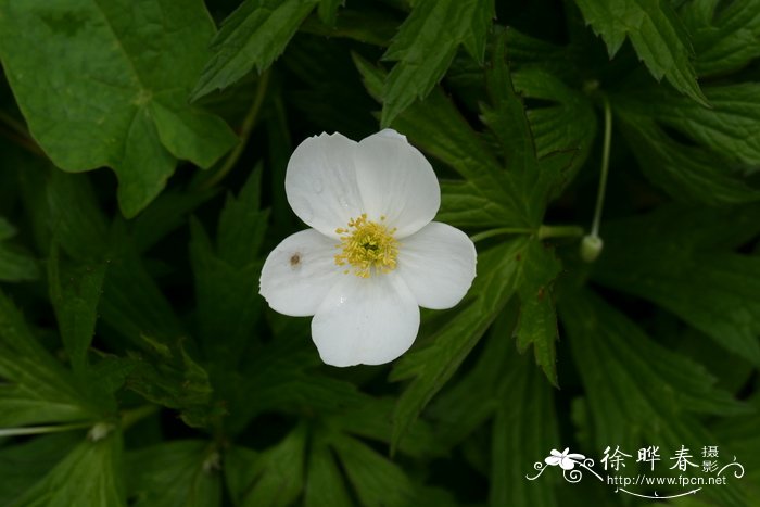 风铃花怎么养