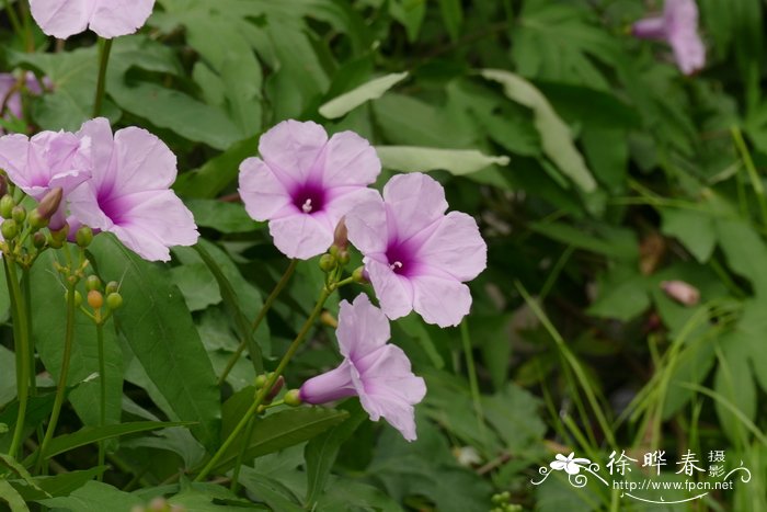 橡皮树开花吗