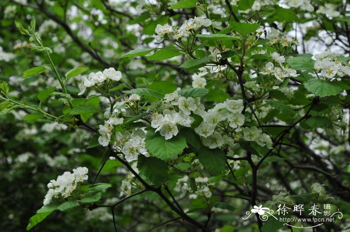 油菜花的花语