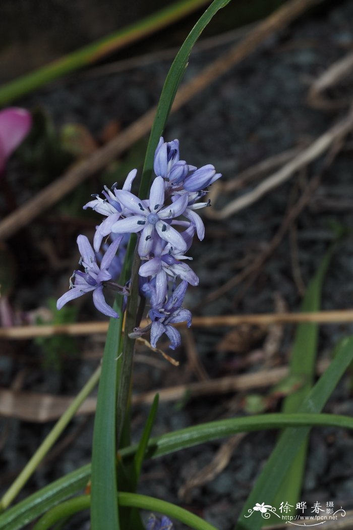 龙吐珠一年开几次花