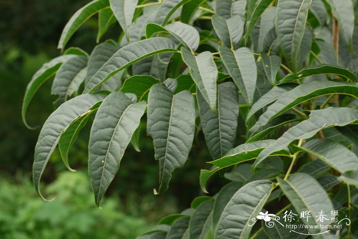 油菜种植