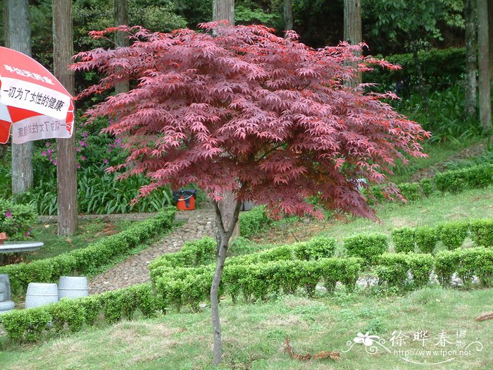 羽叶鬼针草