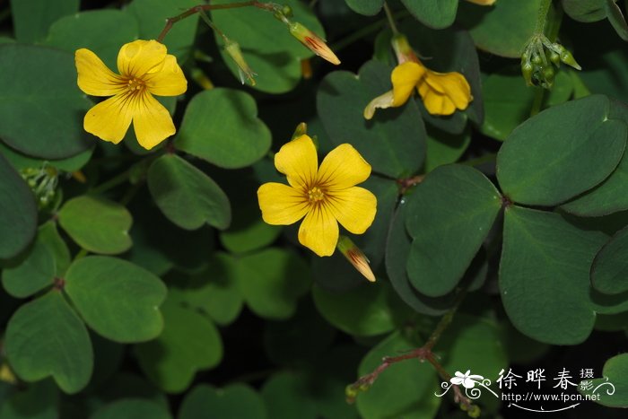 冬季适合室内养的花草有哪些