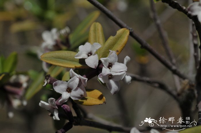 春天开什么花