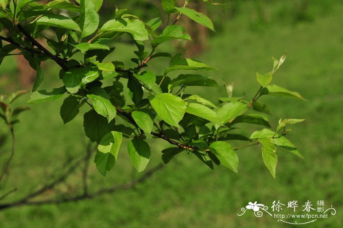 长寿花打顶与摘心图解