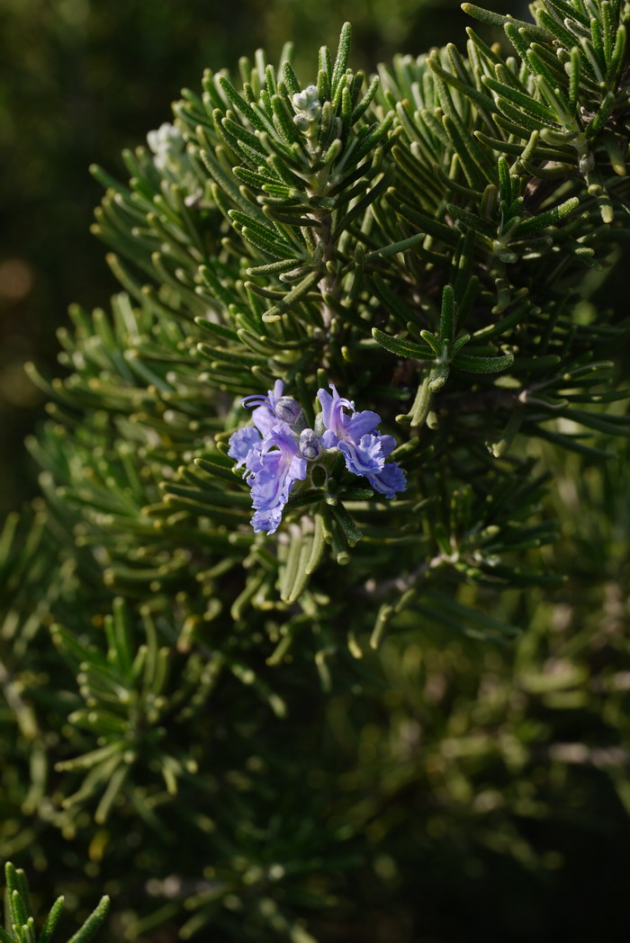 荠菜花图片