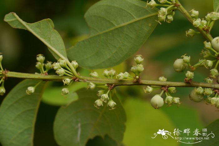 百合花寓意