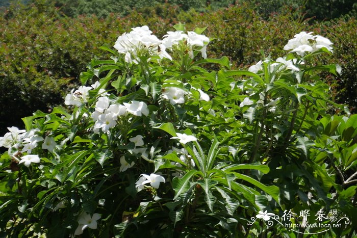 植物烂根用84消毒液