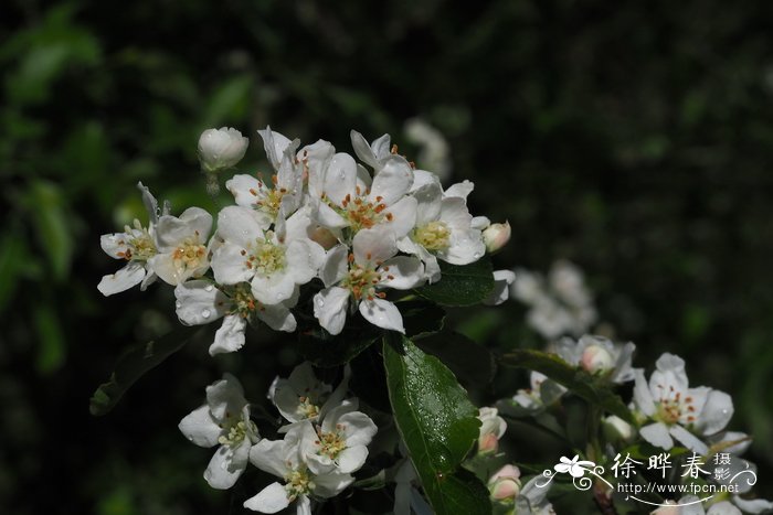 黄芪什么样子图片