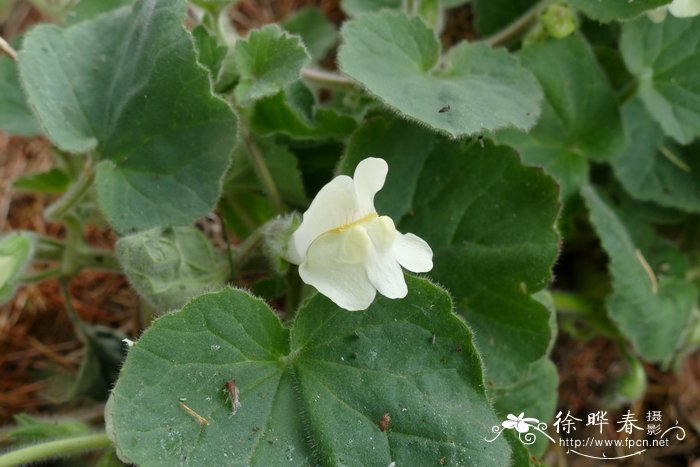 冬青花树