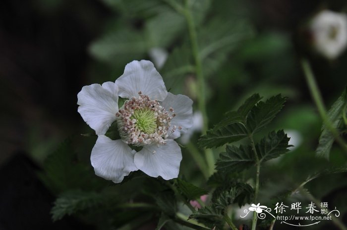 水仙花养多久开花