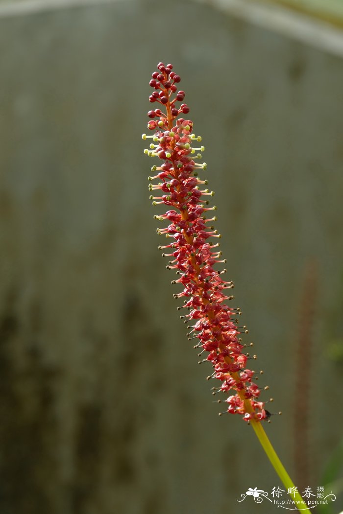 桂花树种子