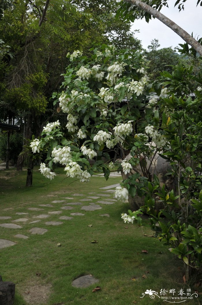 观花植物