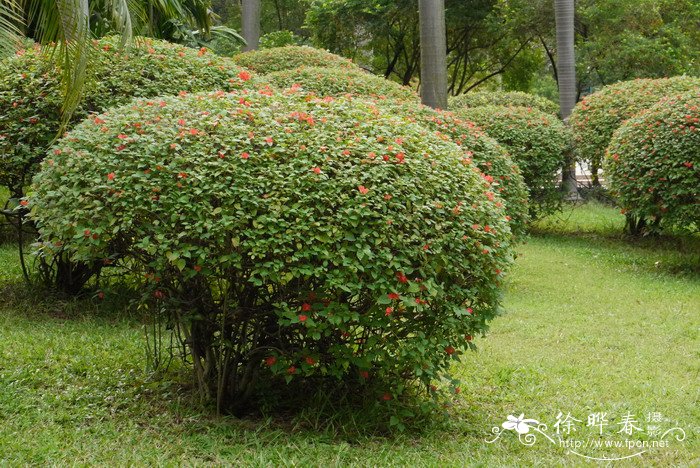 客厅最旺宅的大型植物