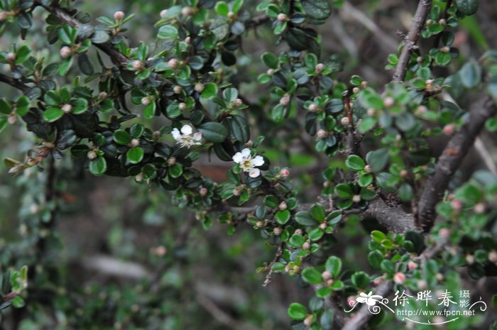 无花果苗多少钱一颗