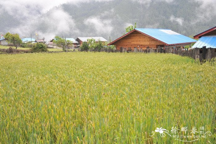 山楂干泡水喝能降血压吗