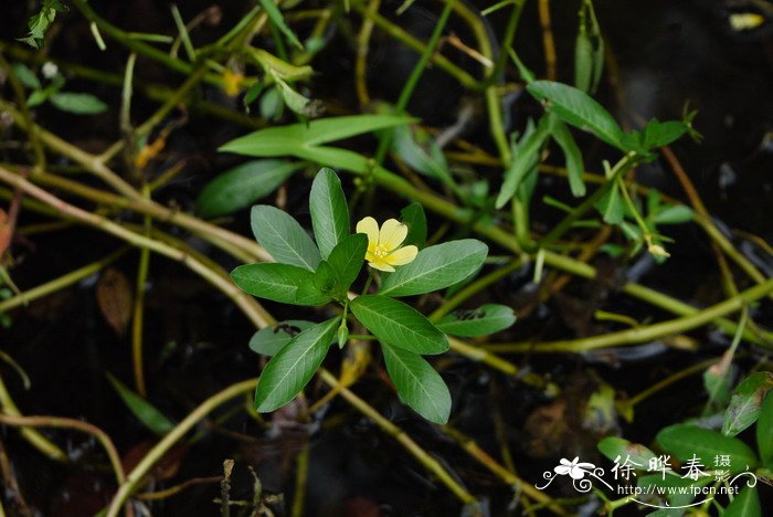 喇叭花什么季节开放