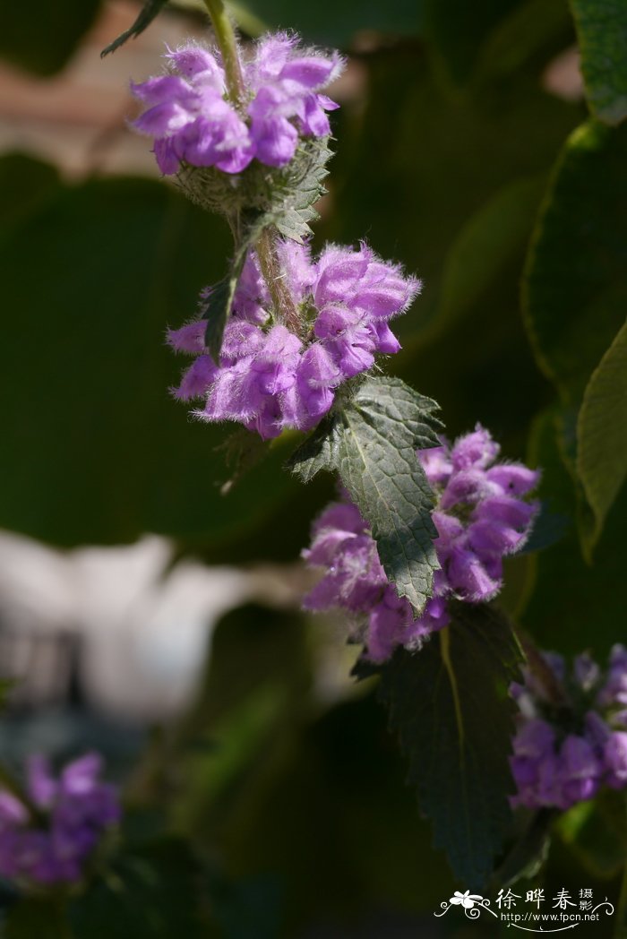 百合花的种植时间方法