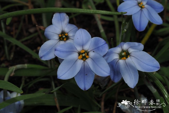 狗芽根种子