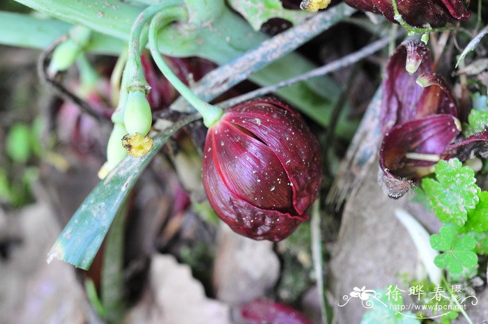 瑞香花有毒吗