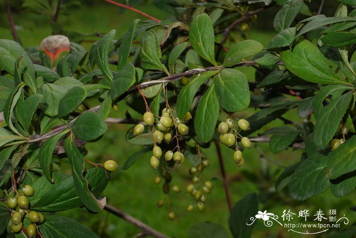 15种常见种子介绍