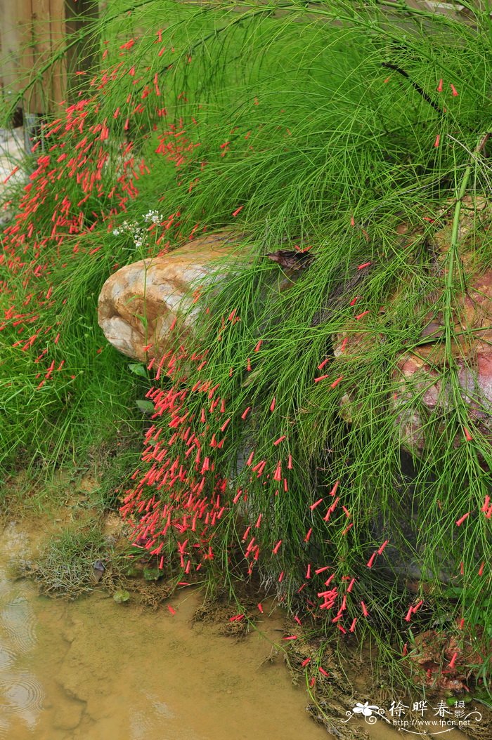 雪松树苗