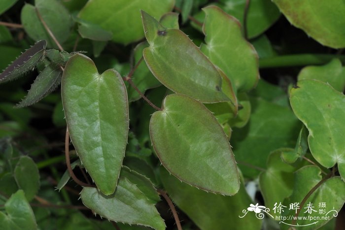 风铃草的花语是什么