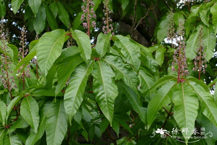 芦笋种植时间和方法