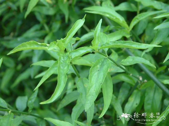 麦冬的图片 植物图片