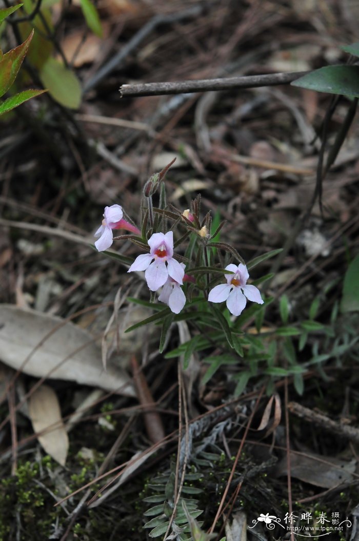 冬青花树