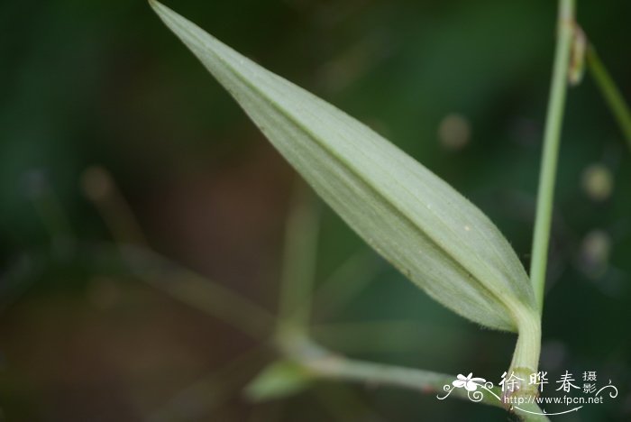 青菜的种类