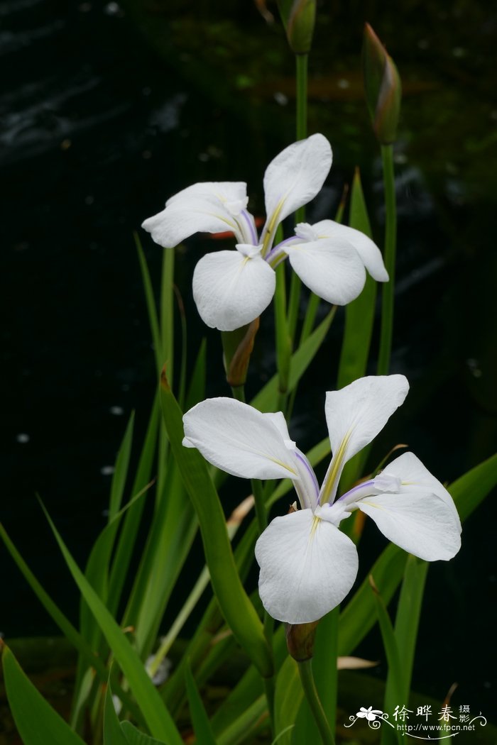 杜鹃花报价