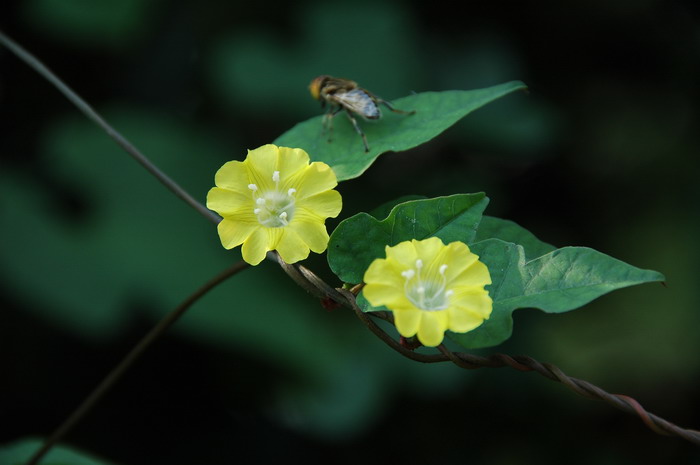 白色雏菊