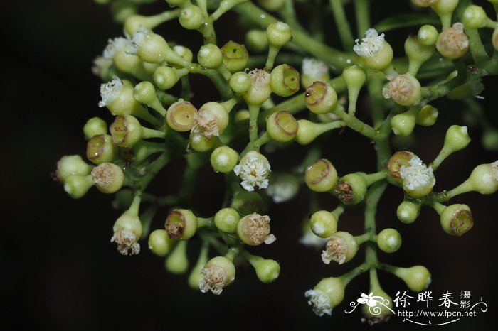 芒果的季节