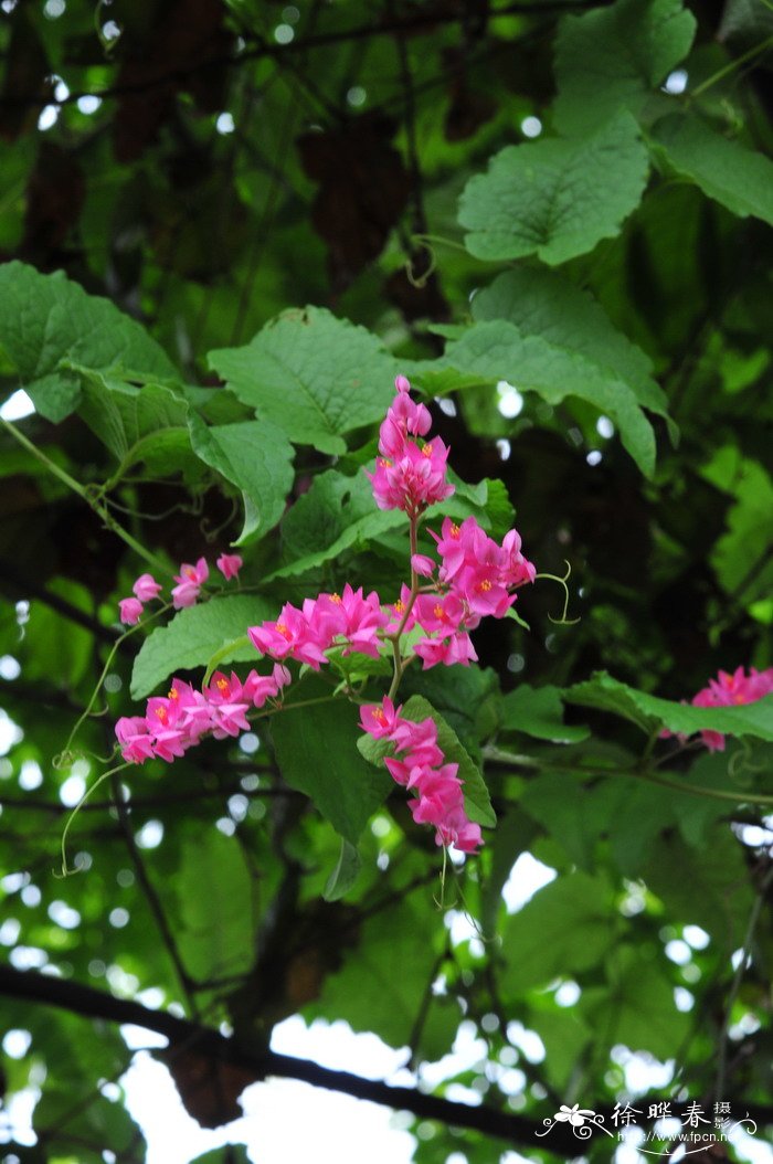 深圳鲜花