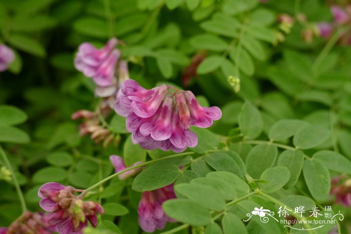 香槟玫瑰花