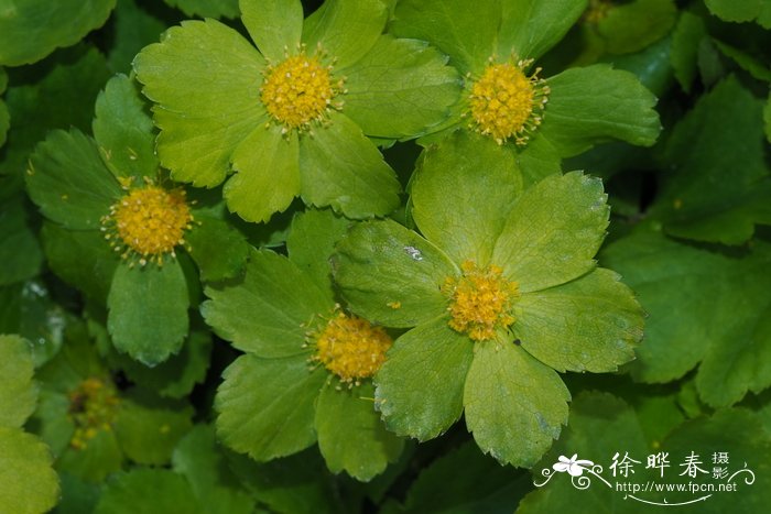 雪柳是什么植物