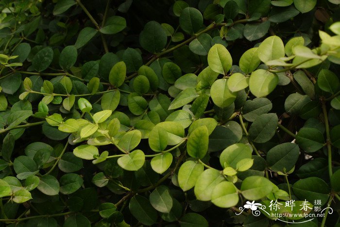 向日葵种子种植方法