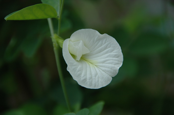 野花椒