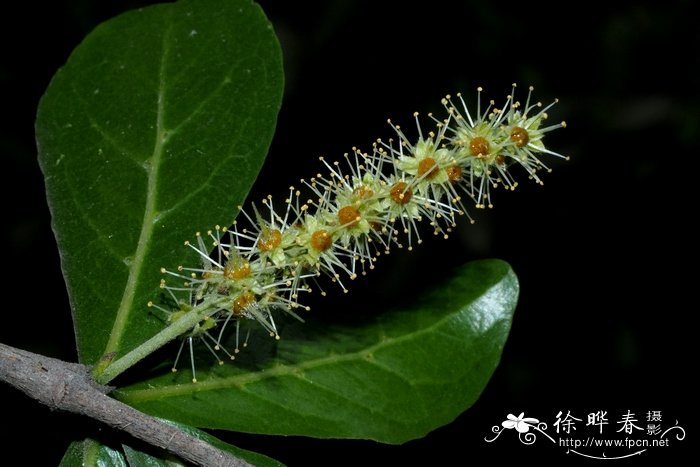 小葫芦种子的种植方法和时间