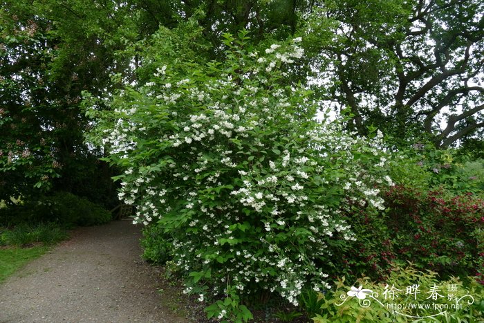 杜鹃花是什么季节开的